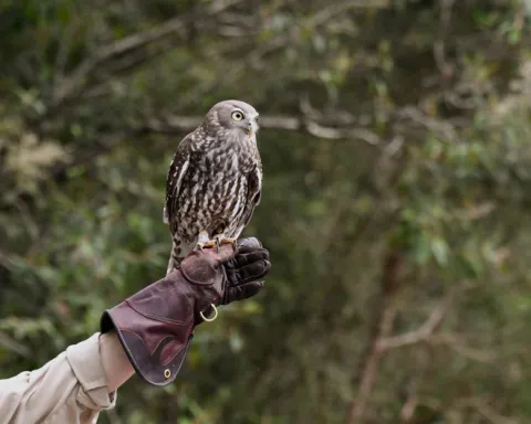 Falconry